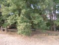 /album/le-jardin/st-pierre-005-jpg/